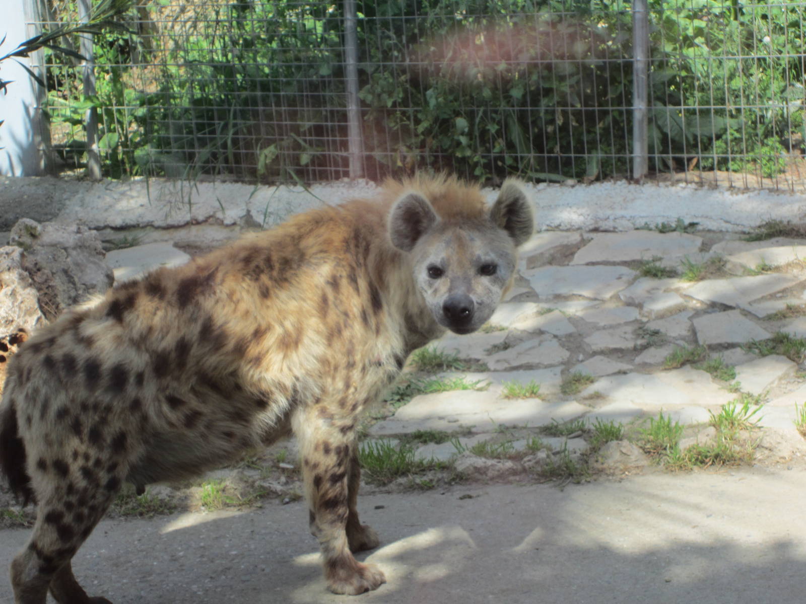Spotted hyena
