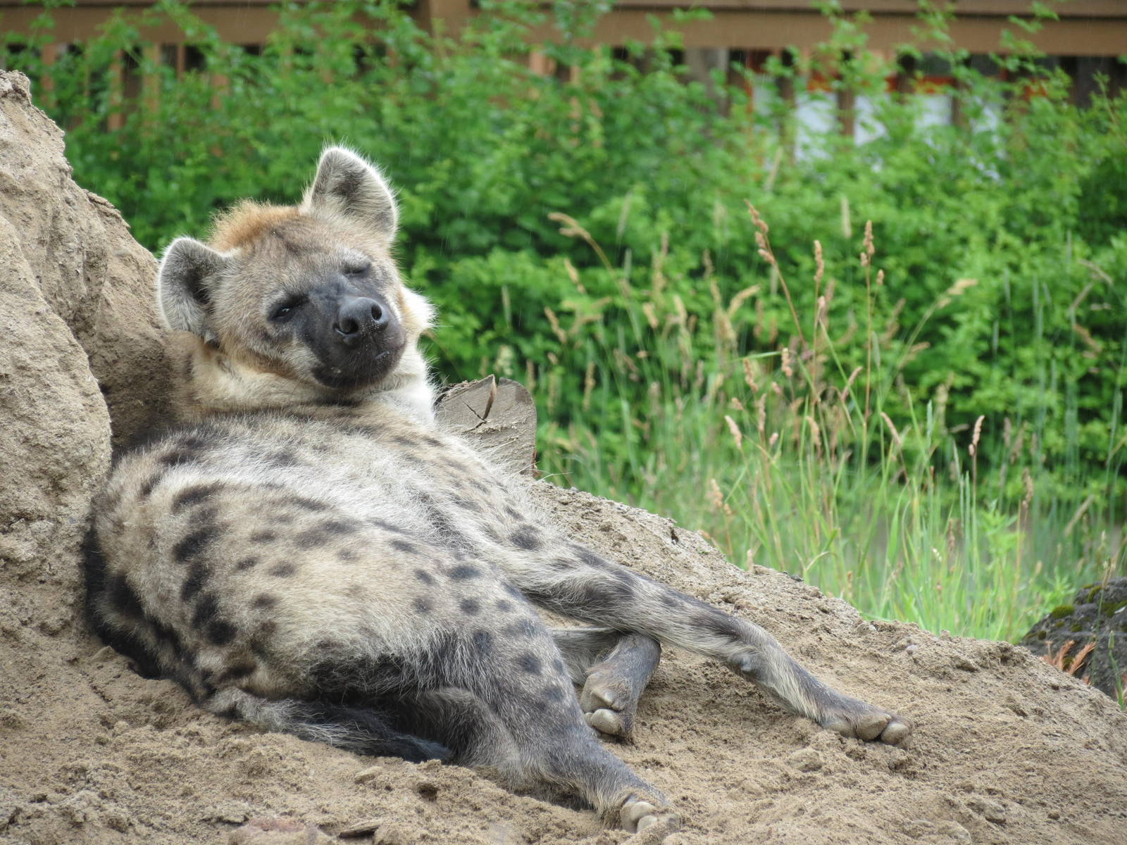 Spotted Hyena