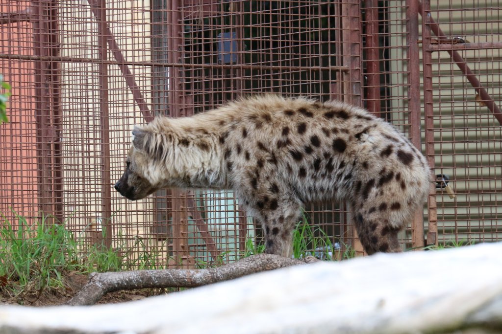 Spotted Hyena
