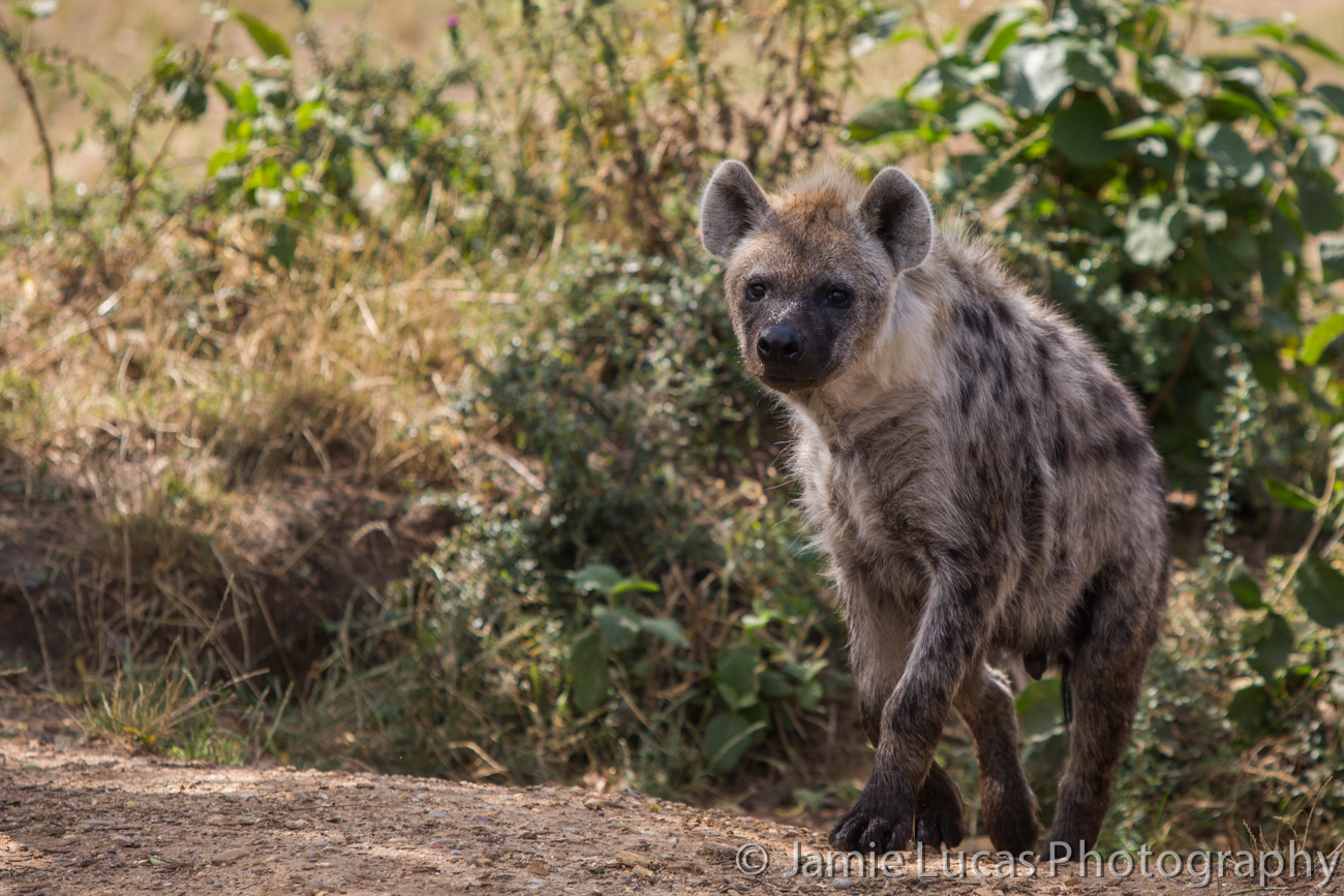 Spotted Hyena
