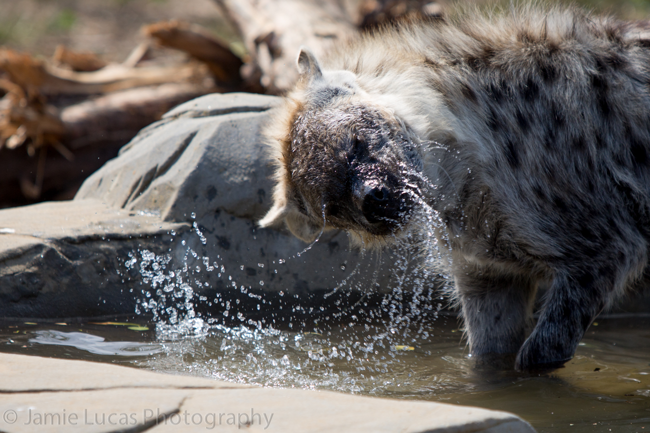 Spotted Hyena