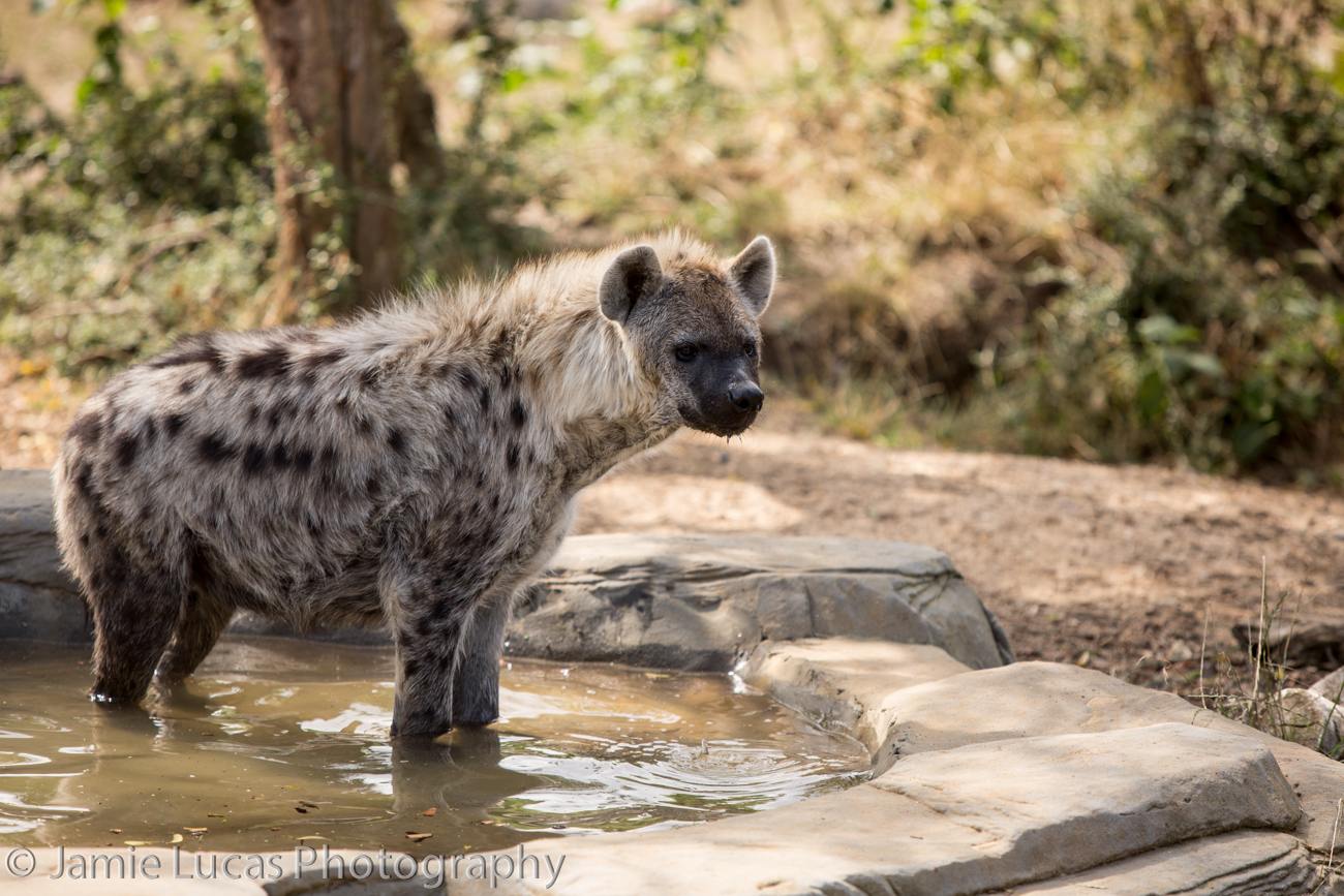 Spotted Hyena