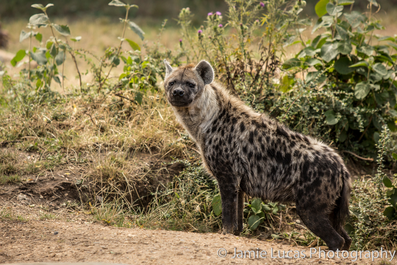 Spotted Hyena