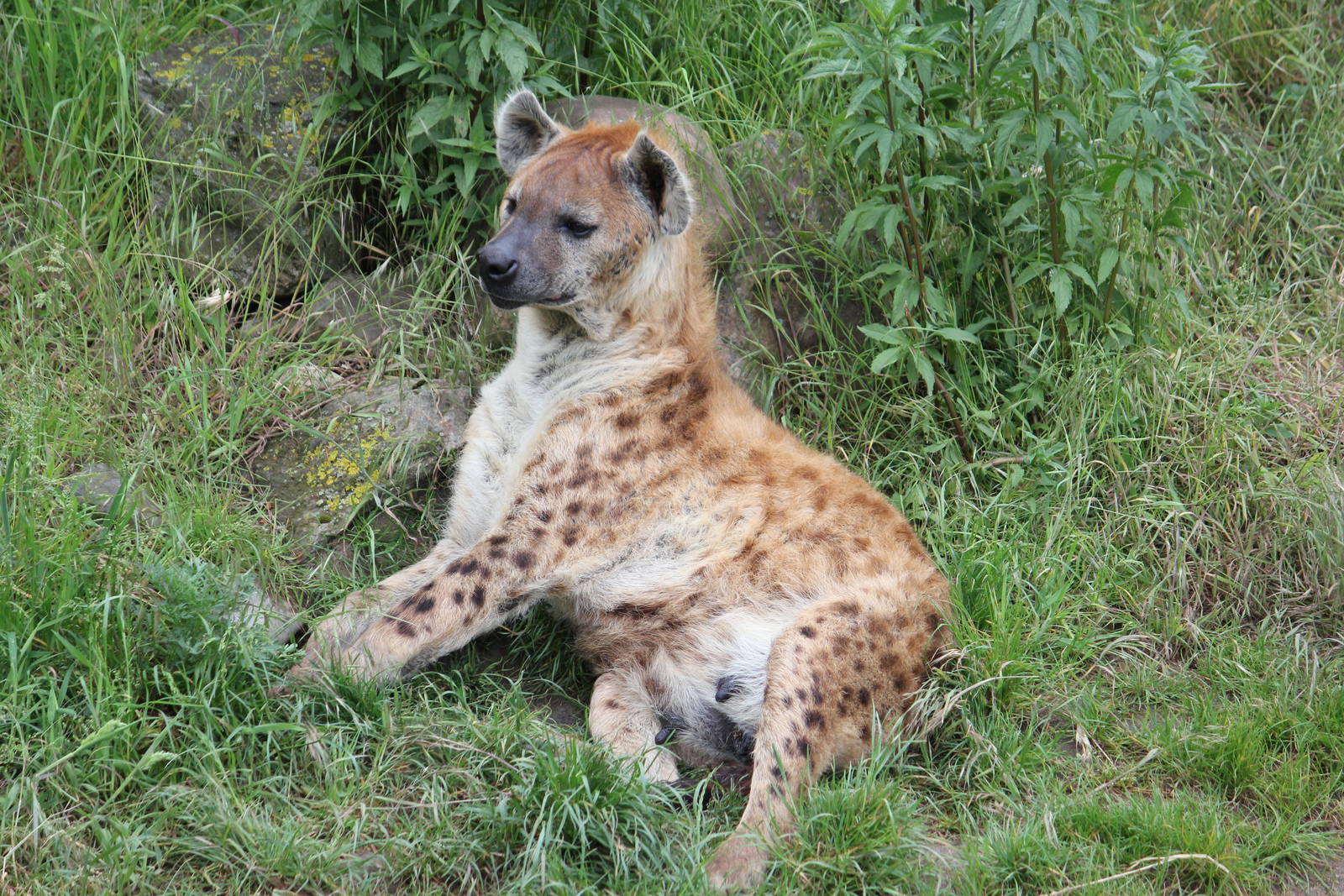 Spotted hyena