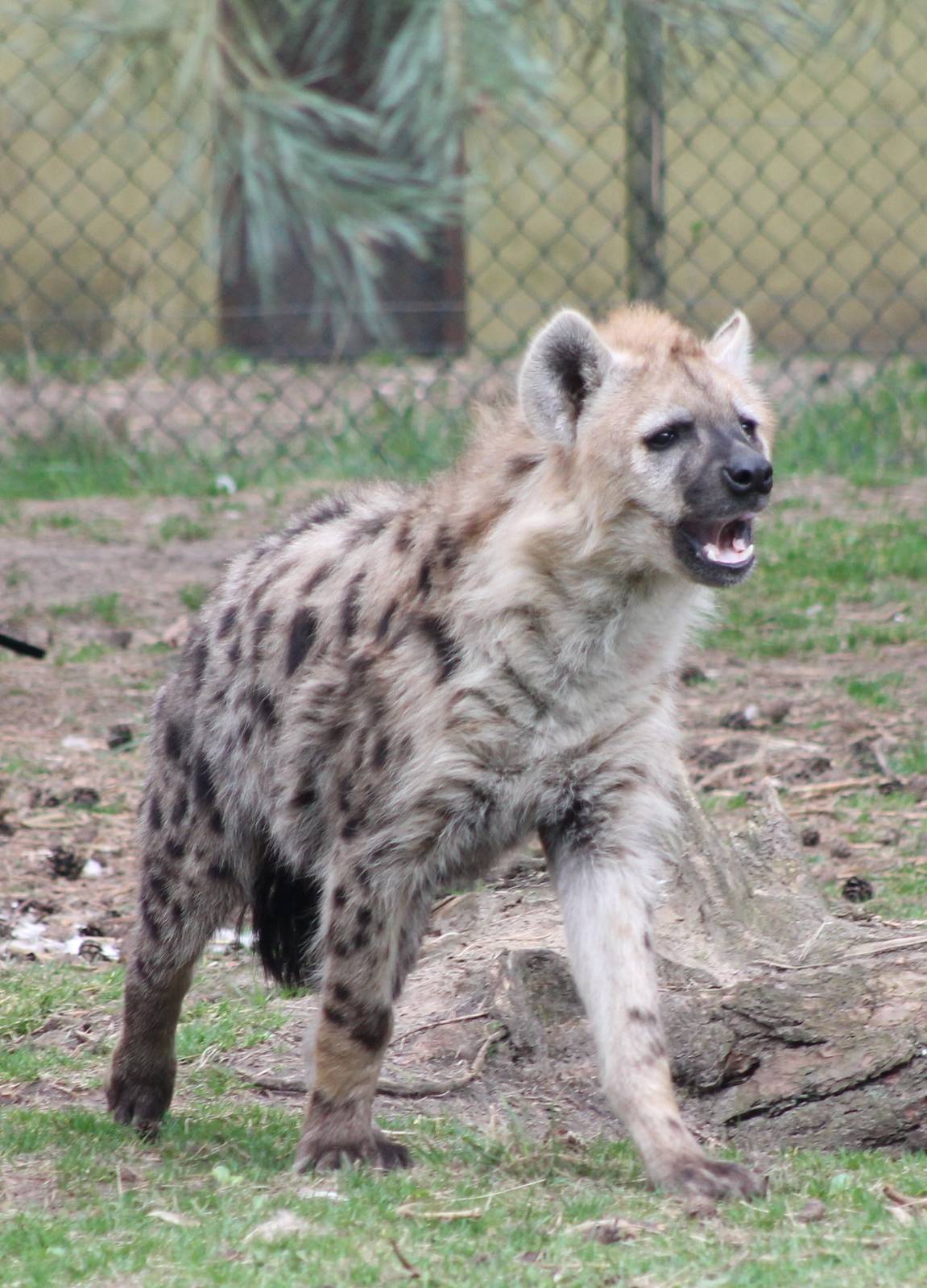 Spotted hyena