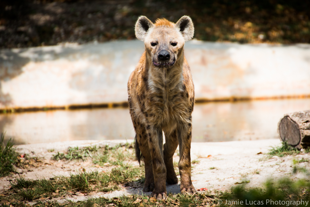 Spotted Hyena