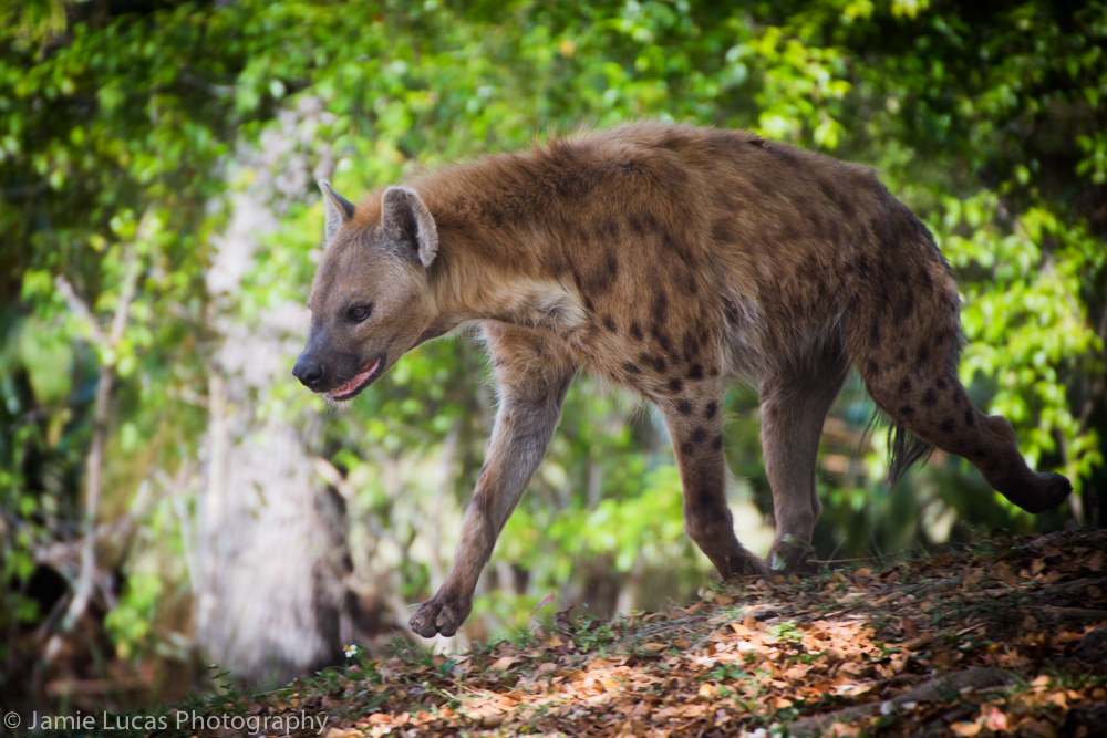 Spotted Hyena