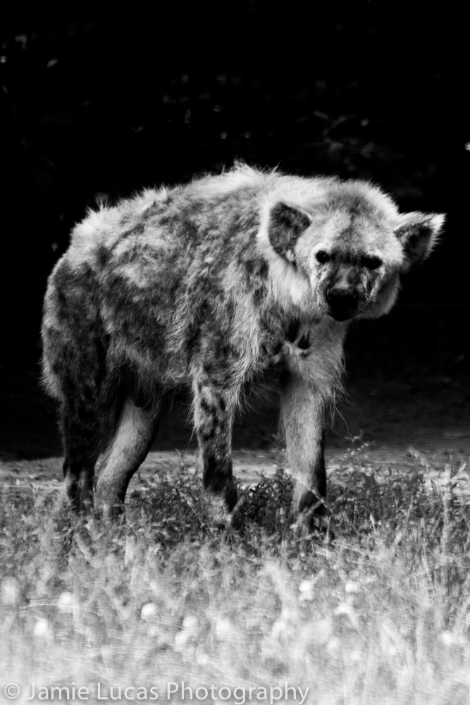 Spotted Hyena