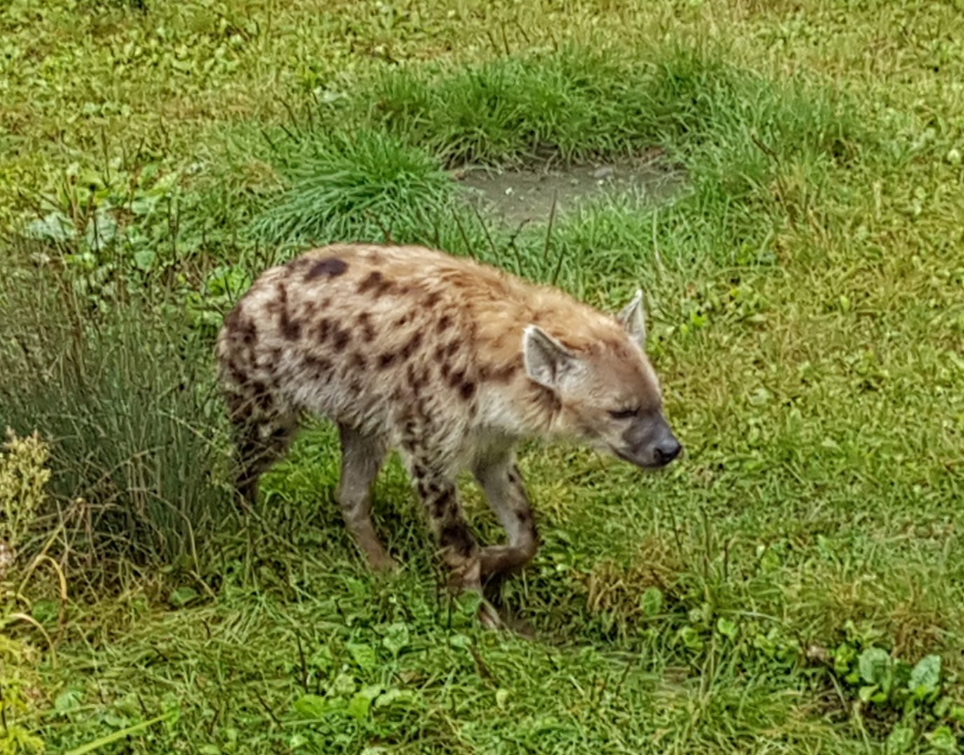 Spotted hyena