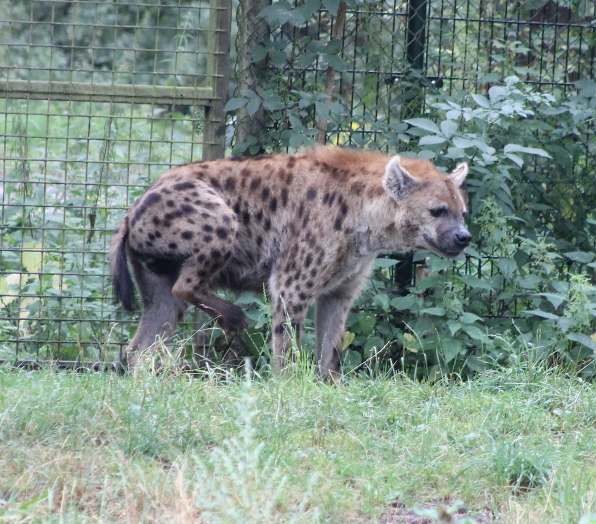 Spotted hyena
