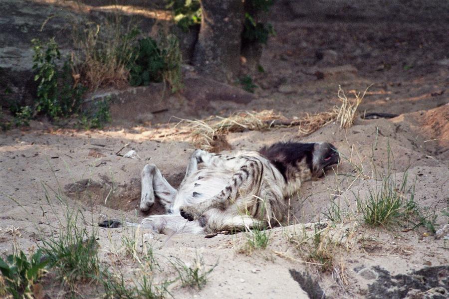 Spotted hyena