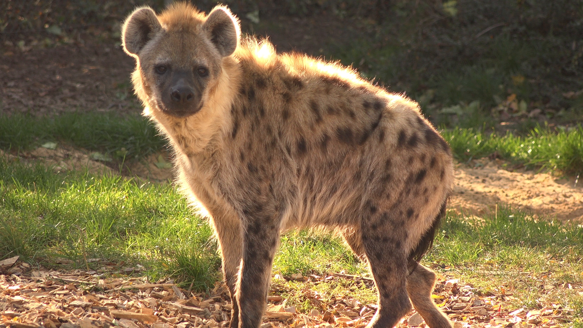 Spotted hyena
