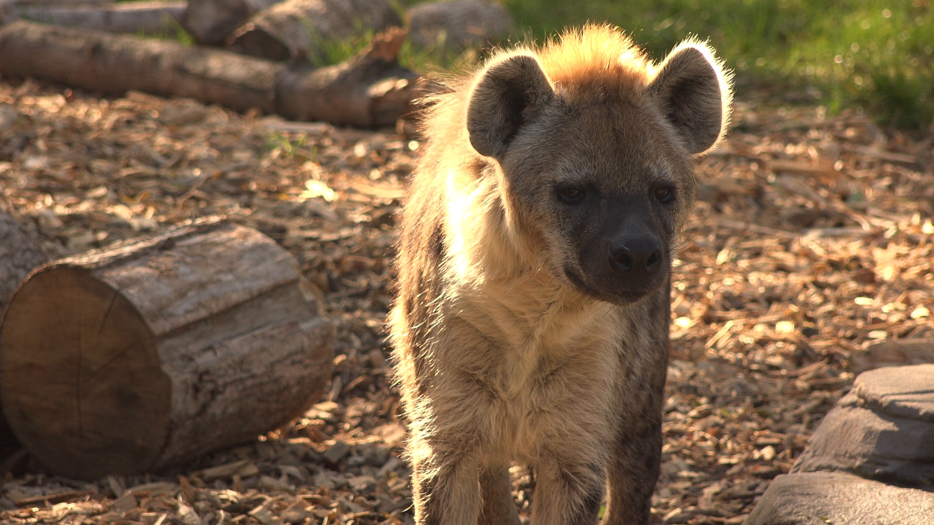 Spotted hyena