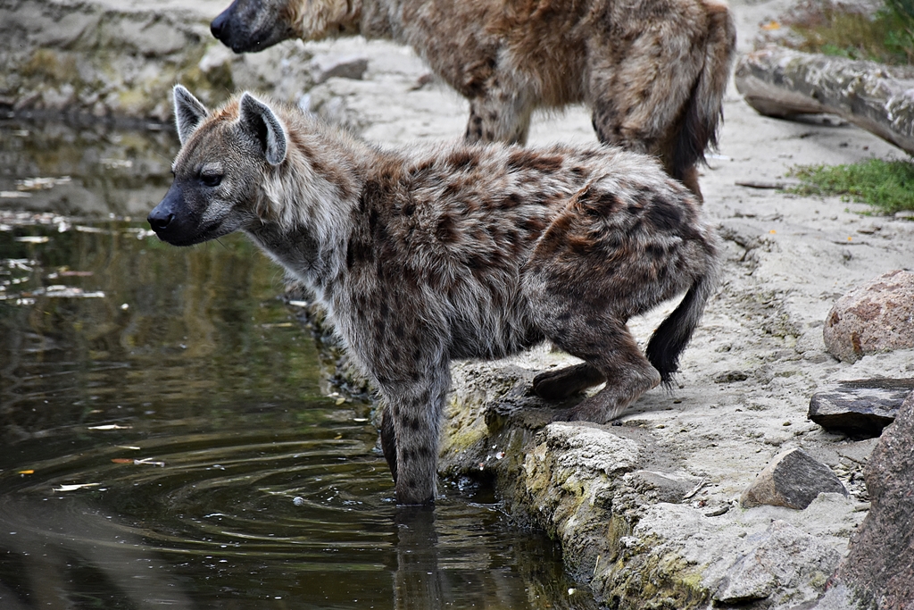 Spotted hyena