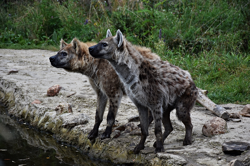 Spotted hyena
