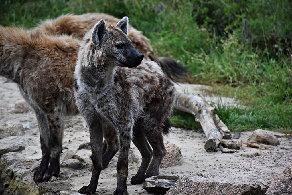 Spotted hyena