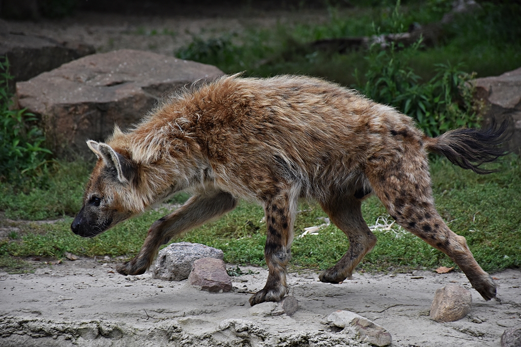 Spotted hyena