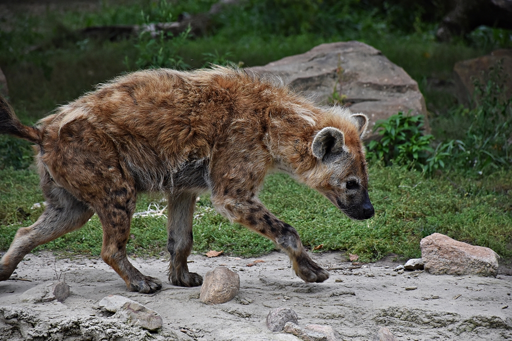 Spotted hyena