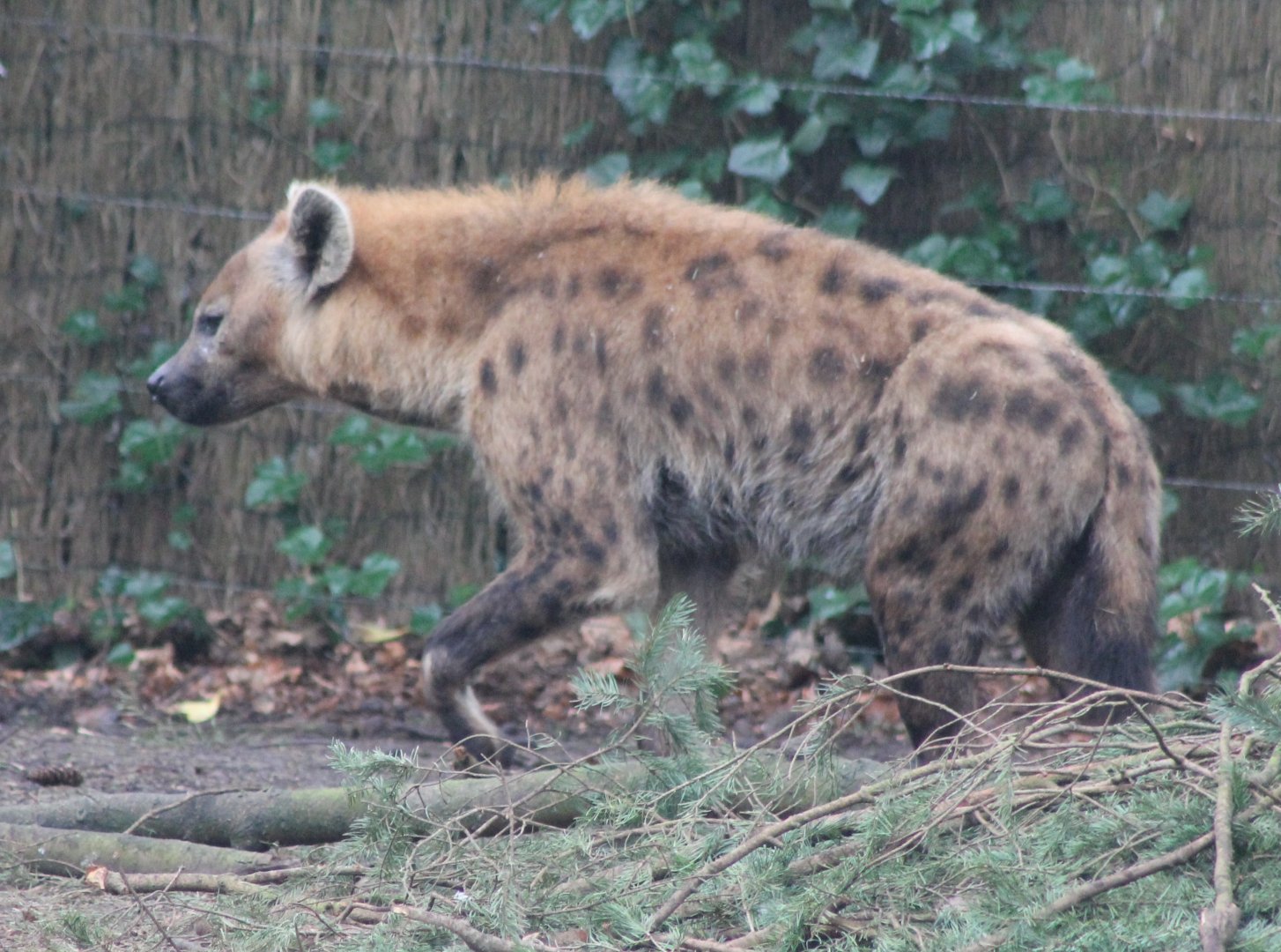 Spotted hyena