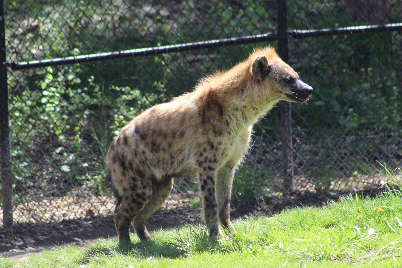 Spotted Hyena