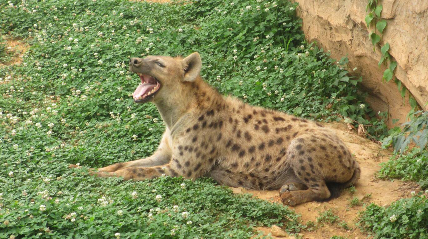 Spotted hyena