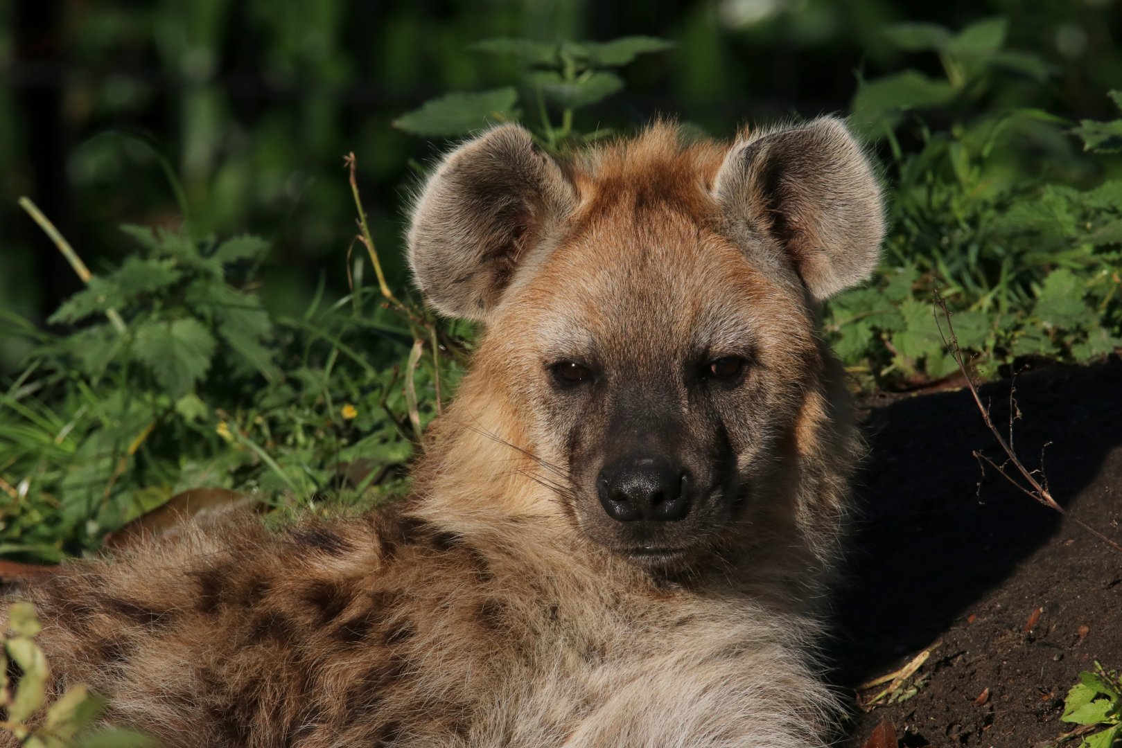 Spotted Hyena