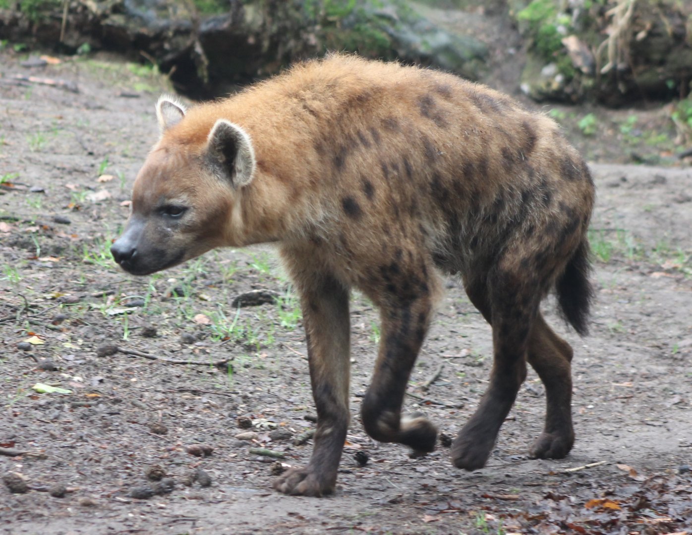 Spotted hyena