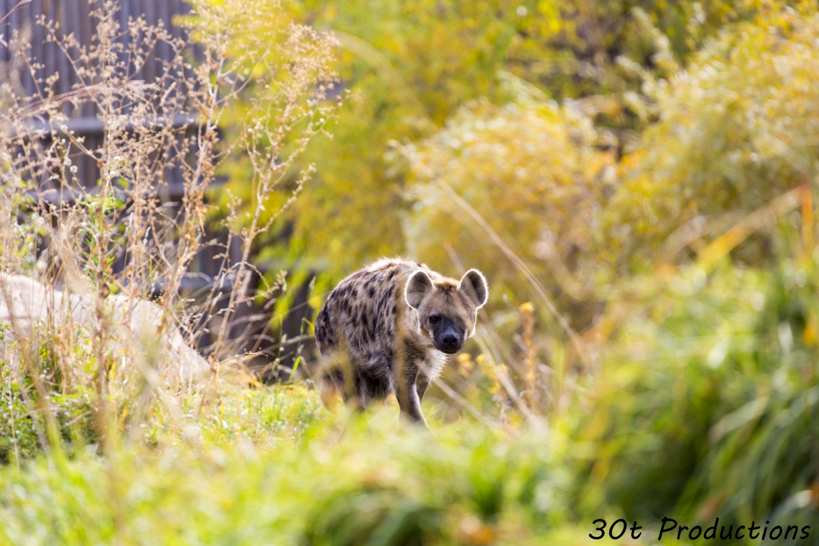 Spotted Hyena