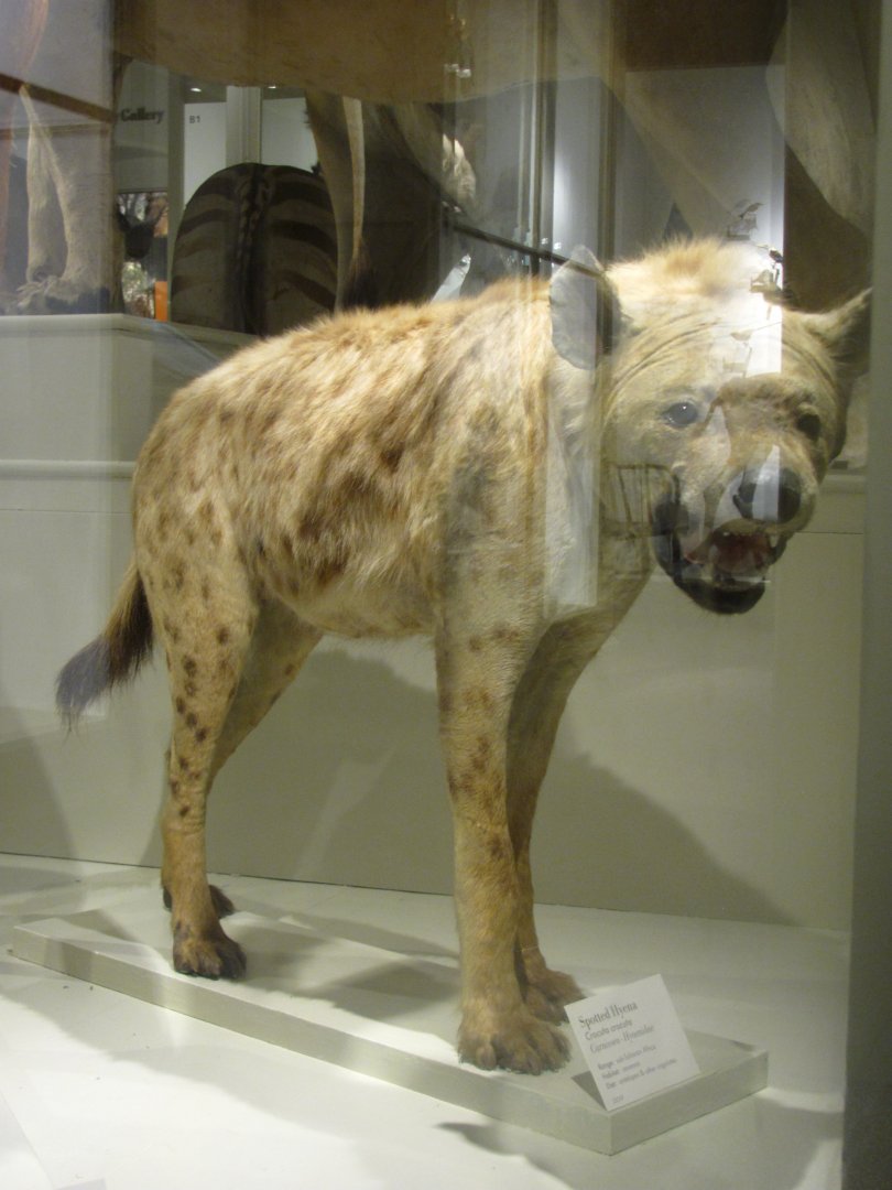 Spotted Hyena