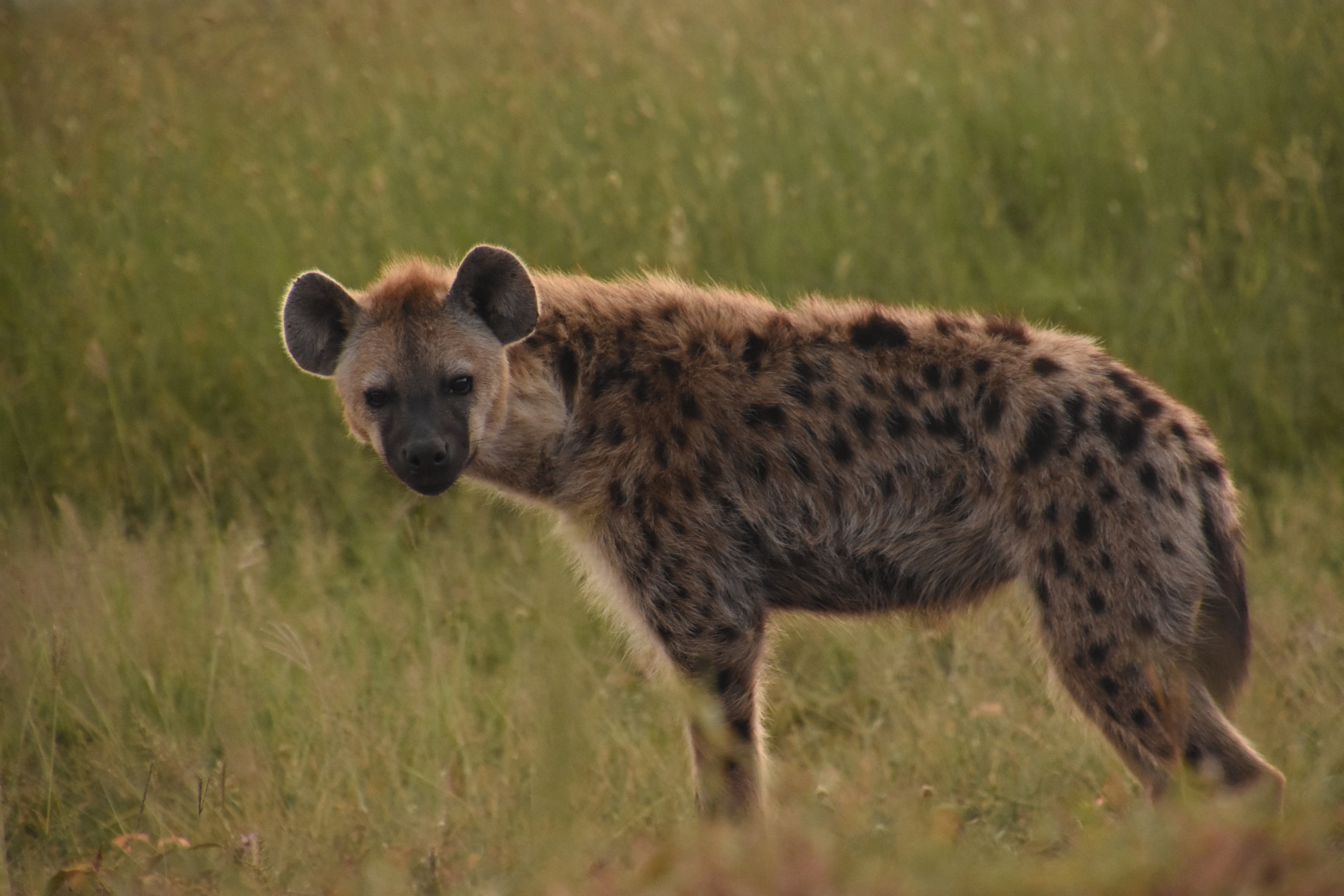 Spotted hyena