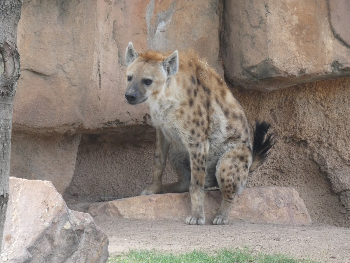 Spotted Hyena