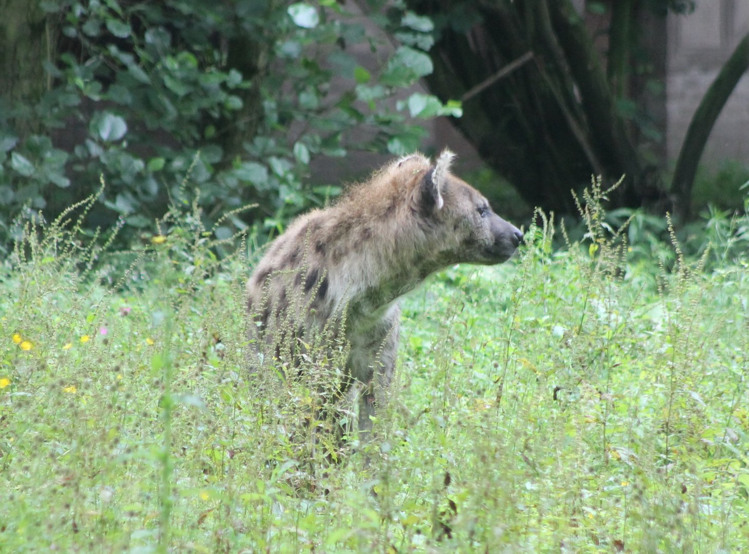 spotted hyena