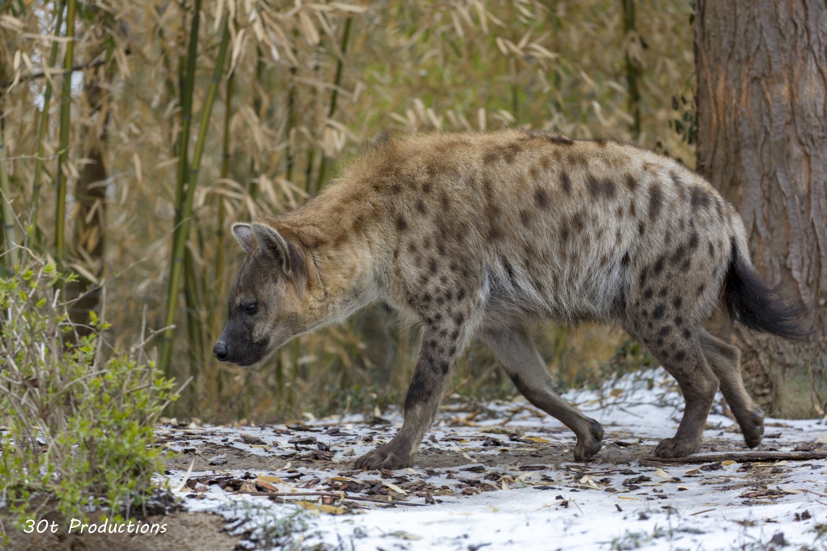 Spotted Hyena