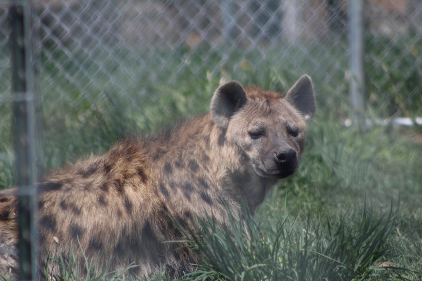 Spotted Hyena