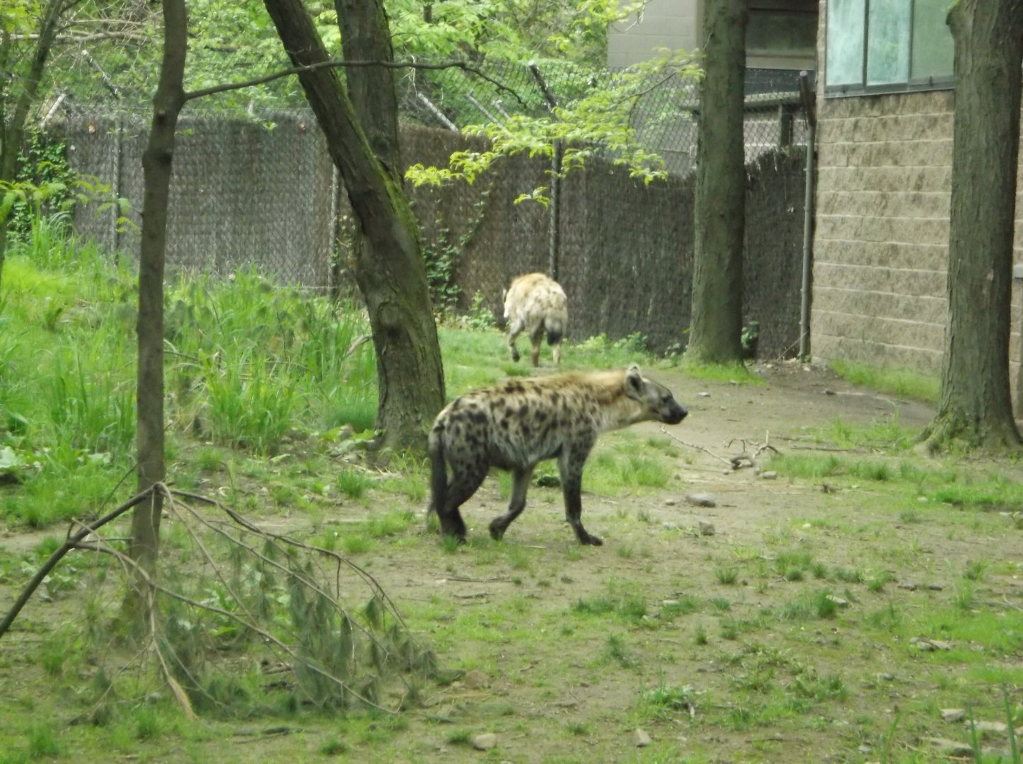 Spotted Hyena