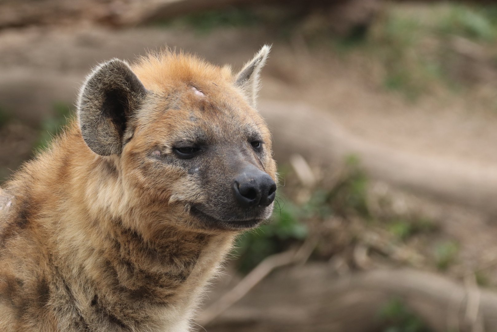 Spotted hyena