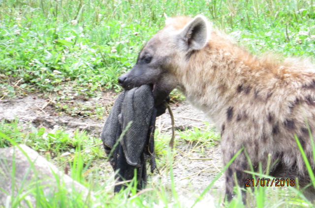 Spotted Hyena