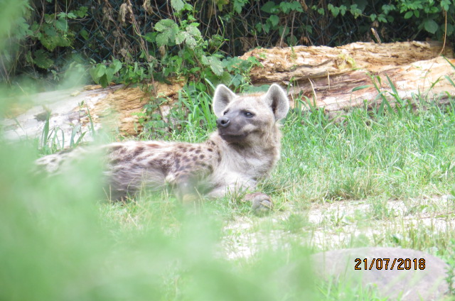 Spotted Hyena