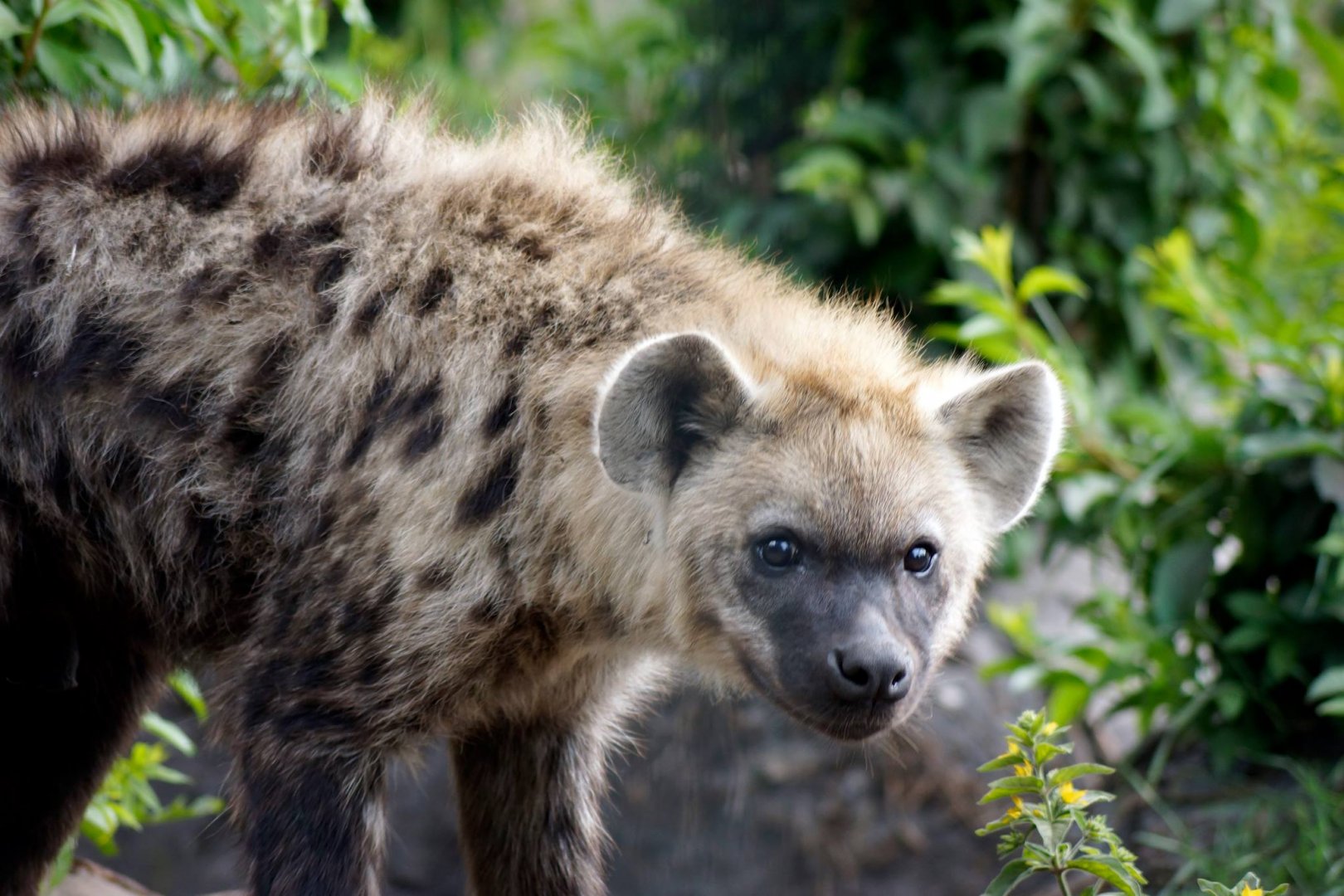 Spotted Hyena