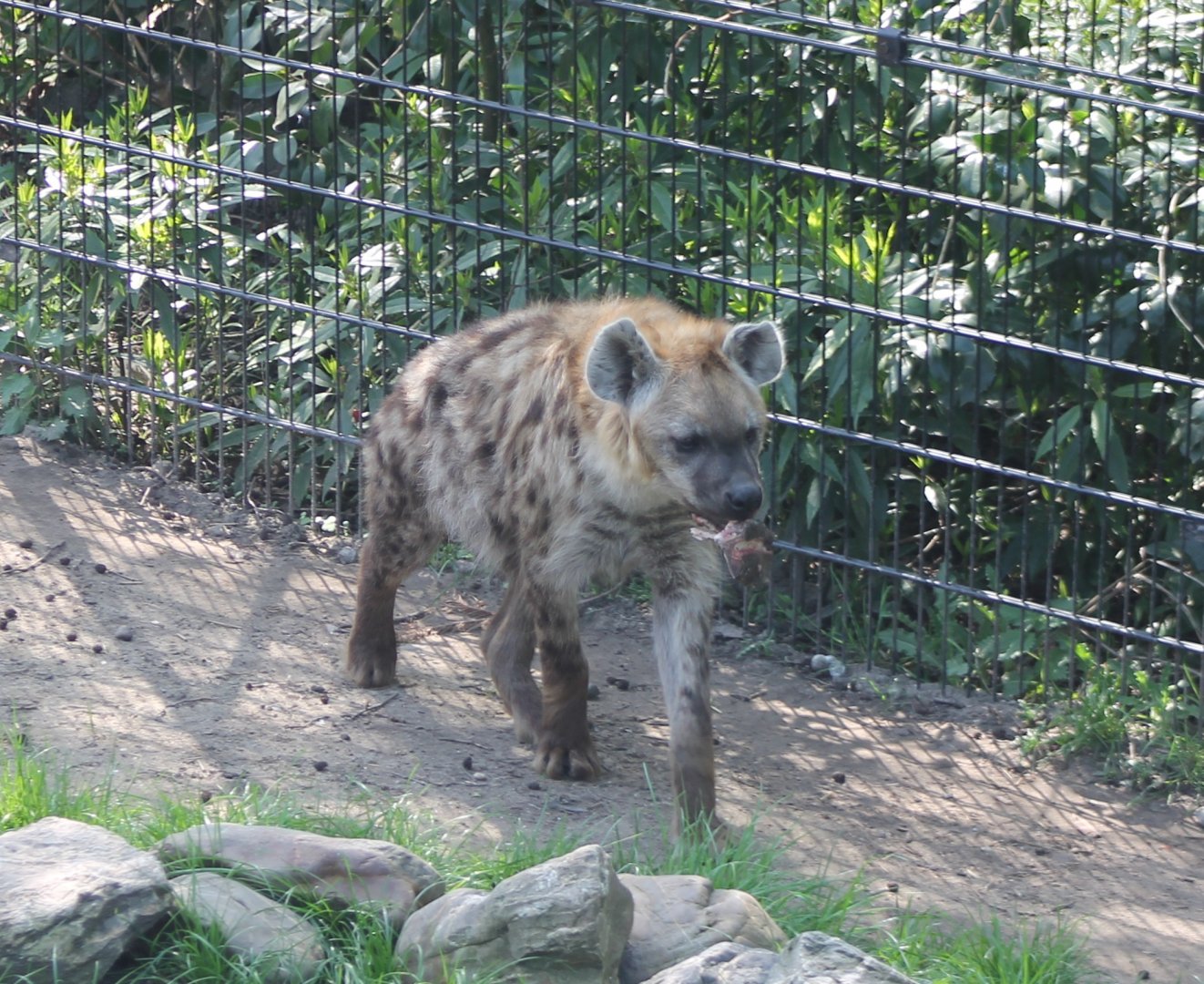 Spotted hyena