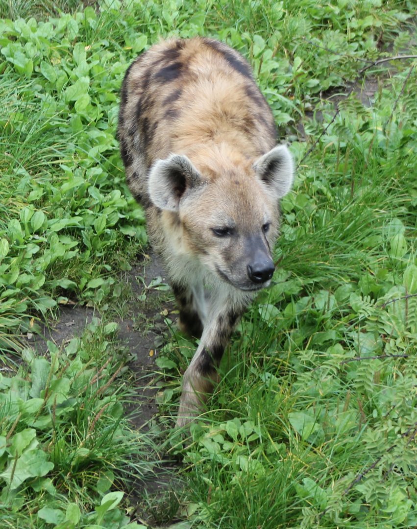 Spotted hyena