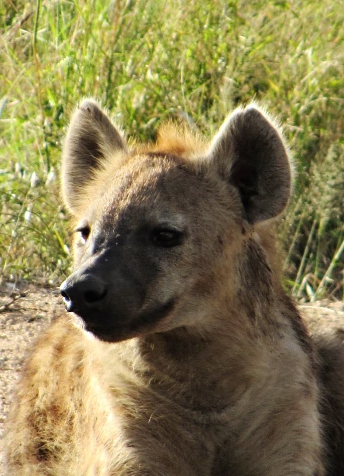 Spotted Hyena