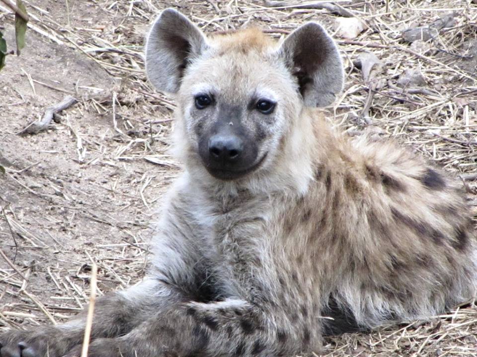 Spotted Hyena