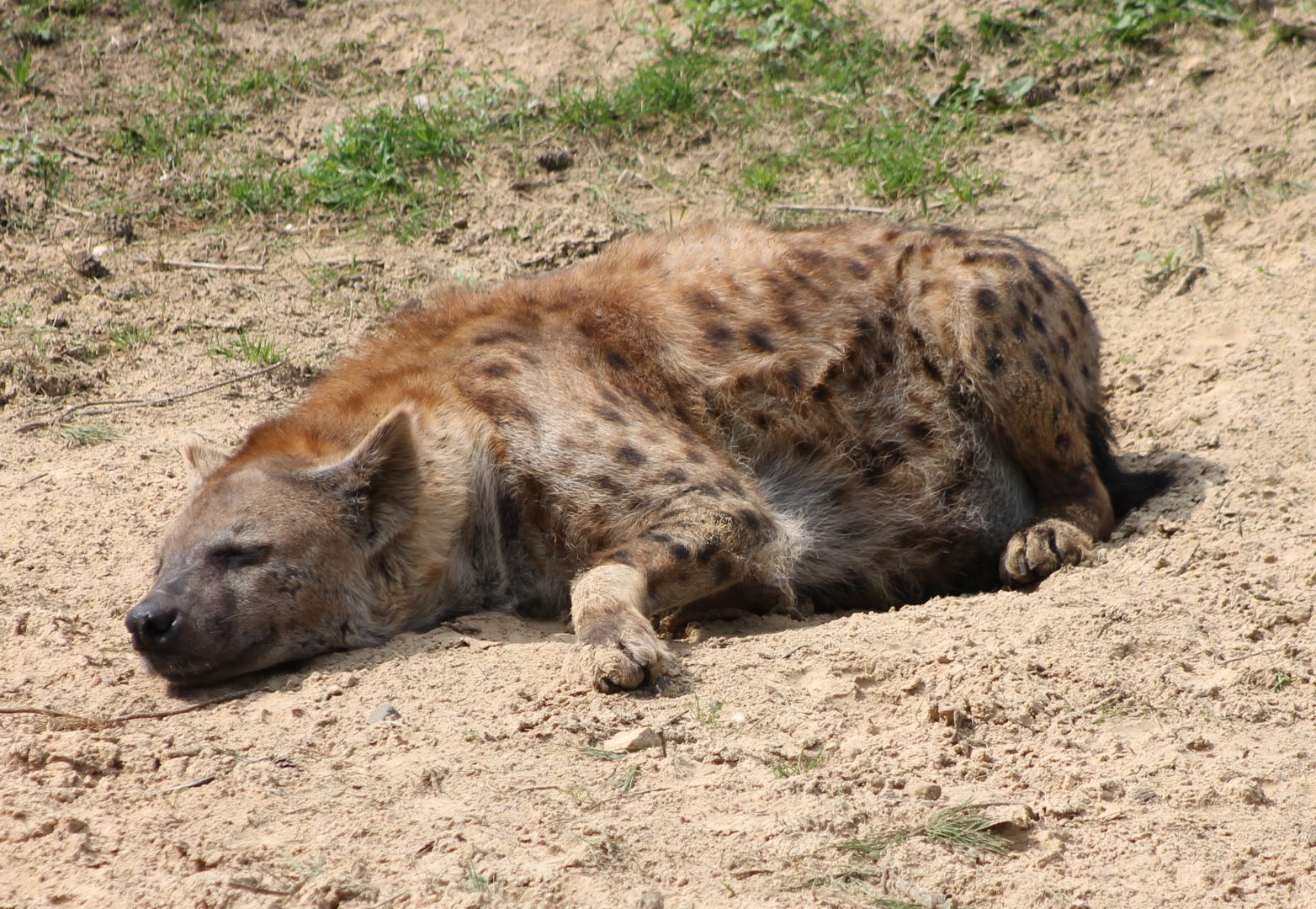 Spotted hyena