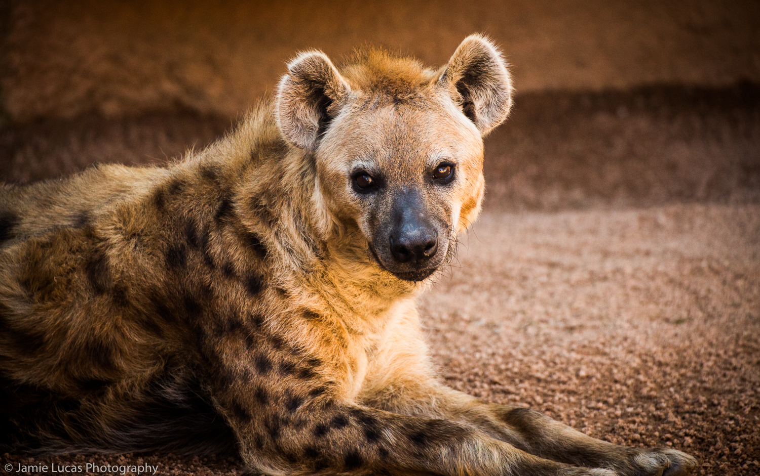 Spotted Hyena