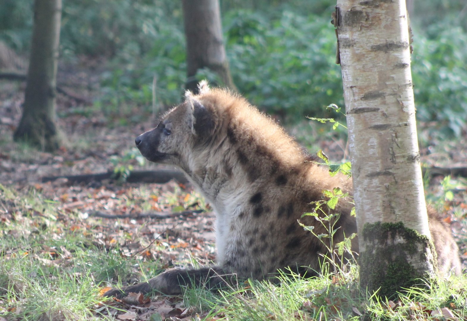 Spotted hyena