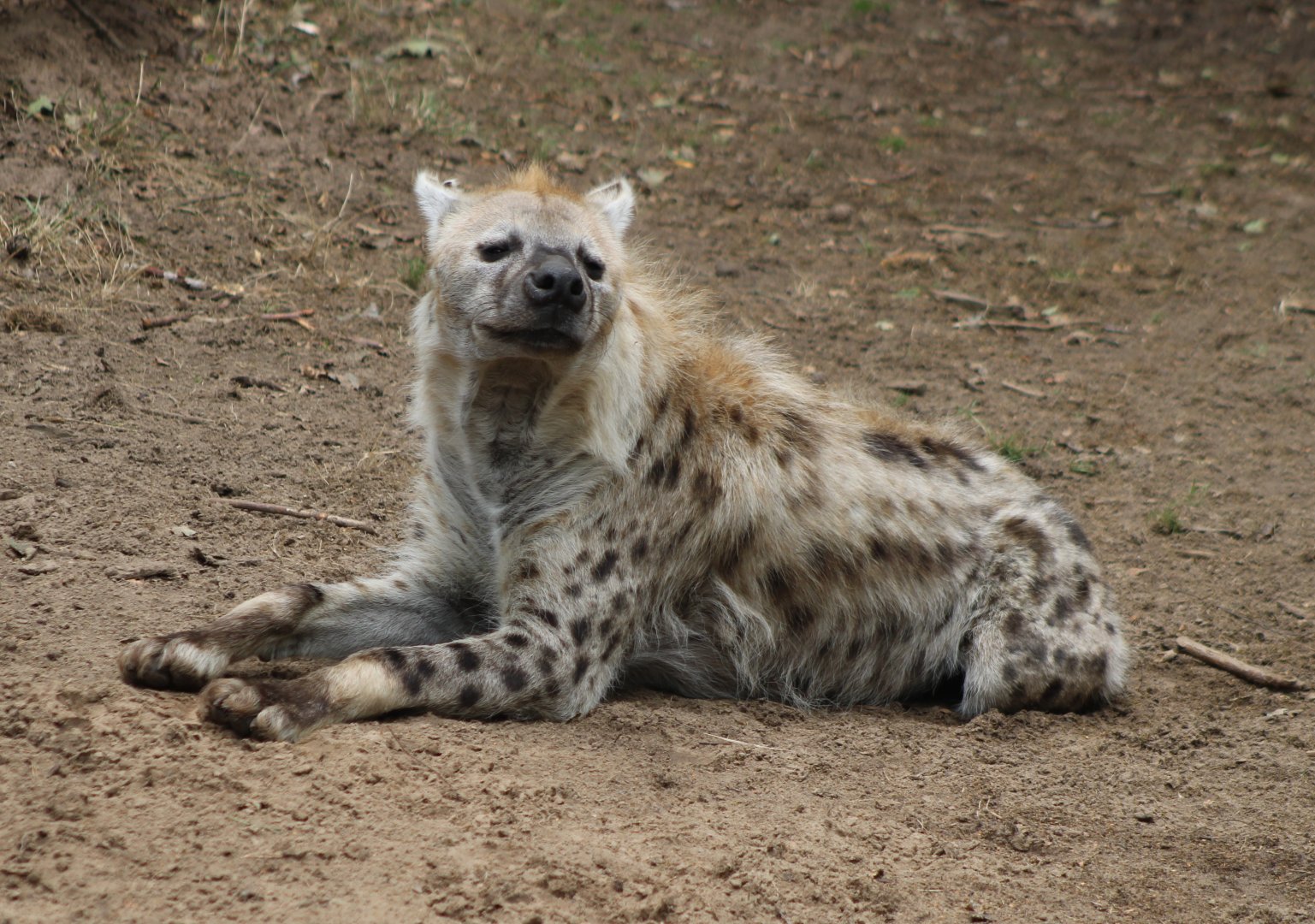 Spotted hyena