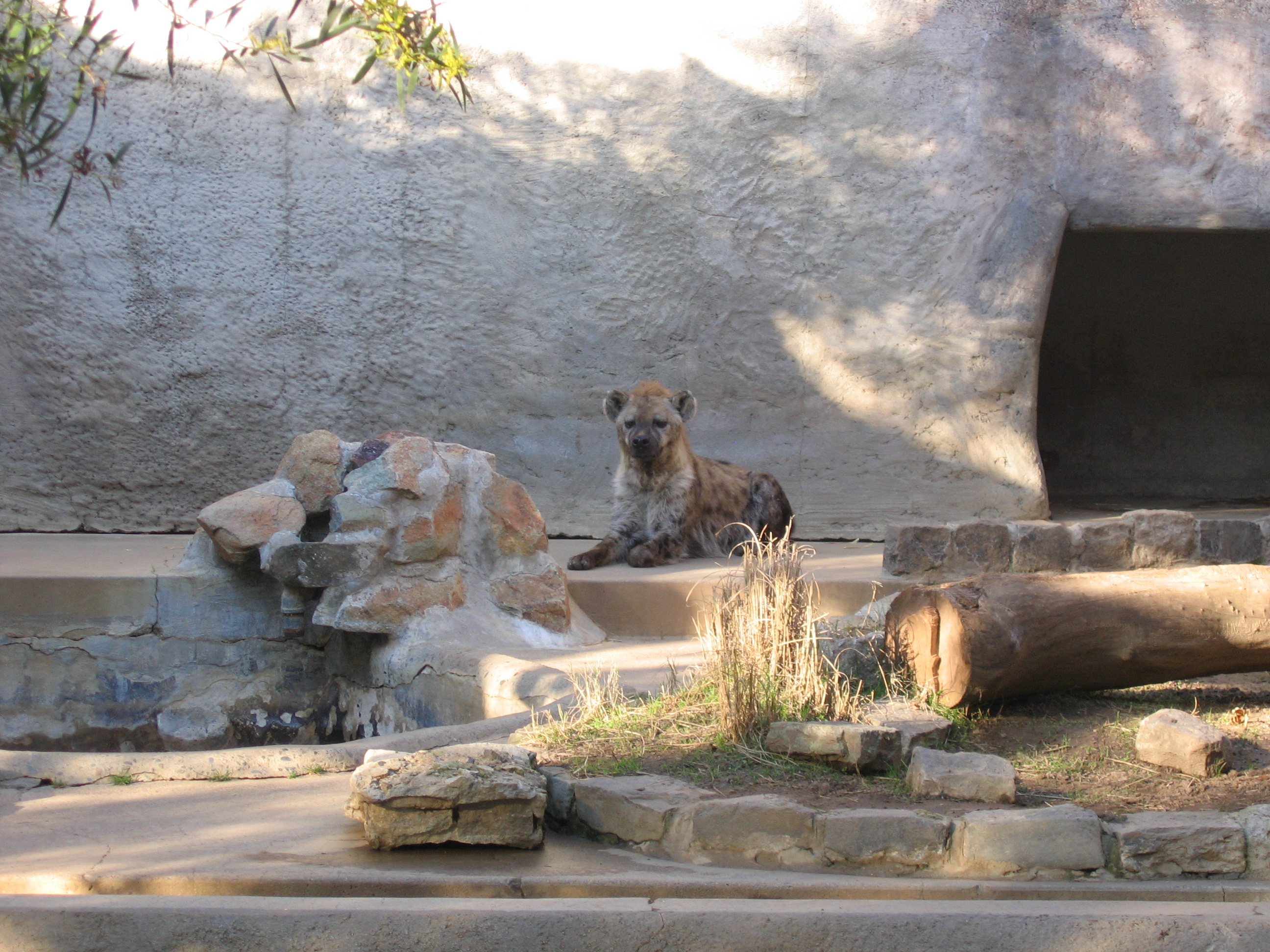 Spotted Hyena