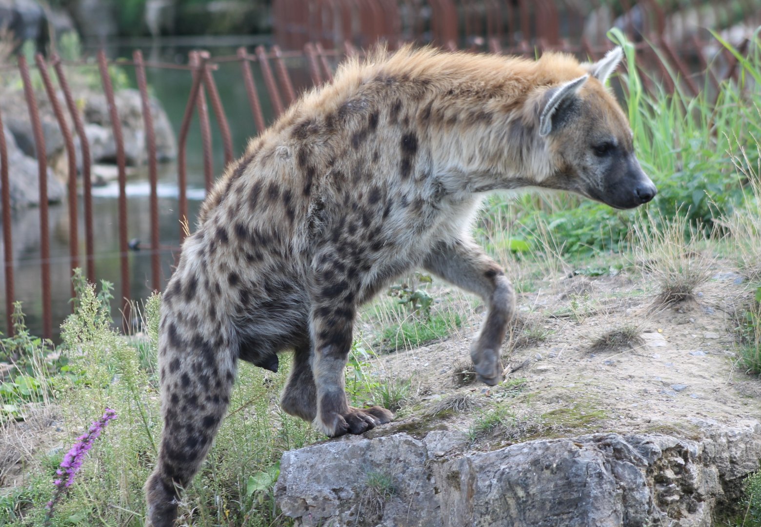 Spotted hyena