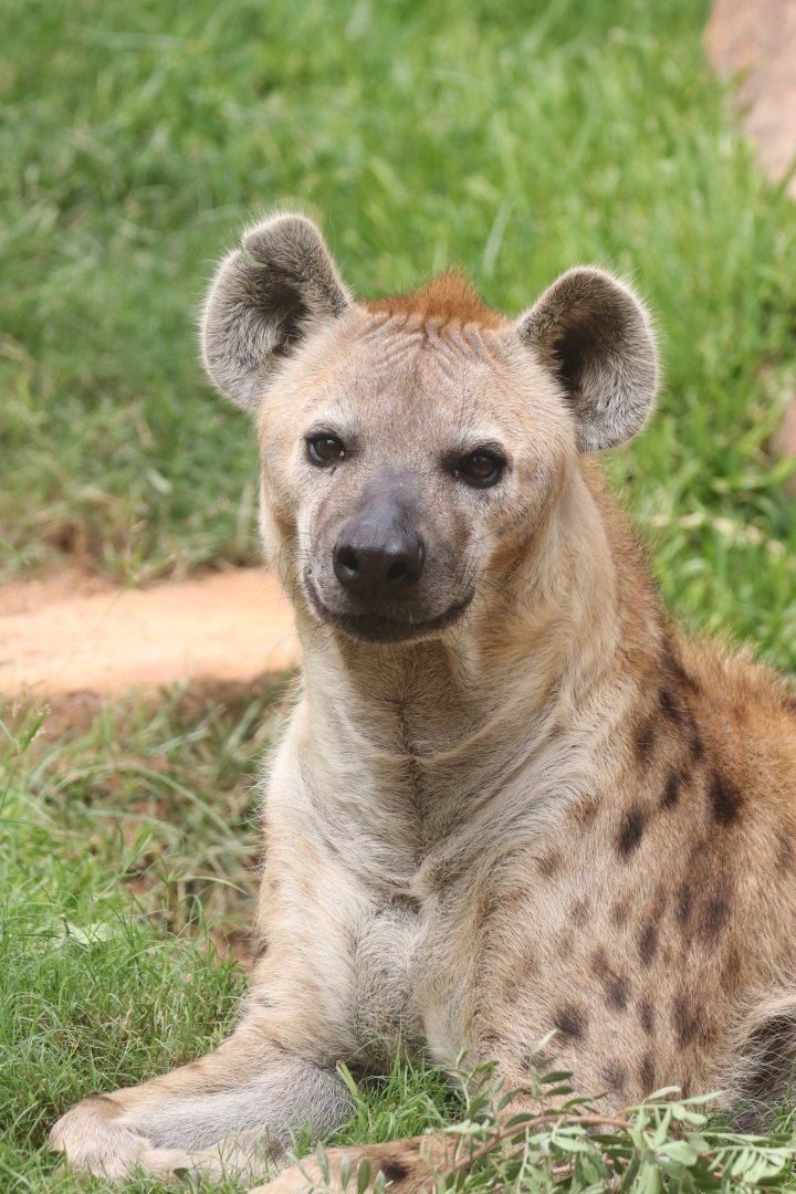 Spotted hyena